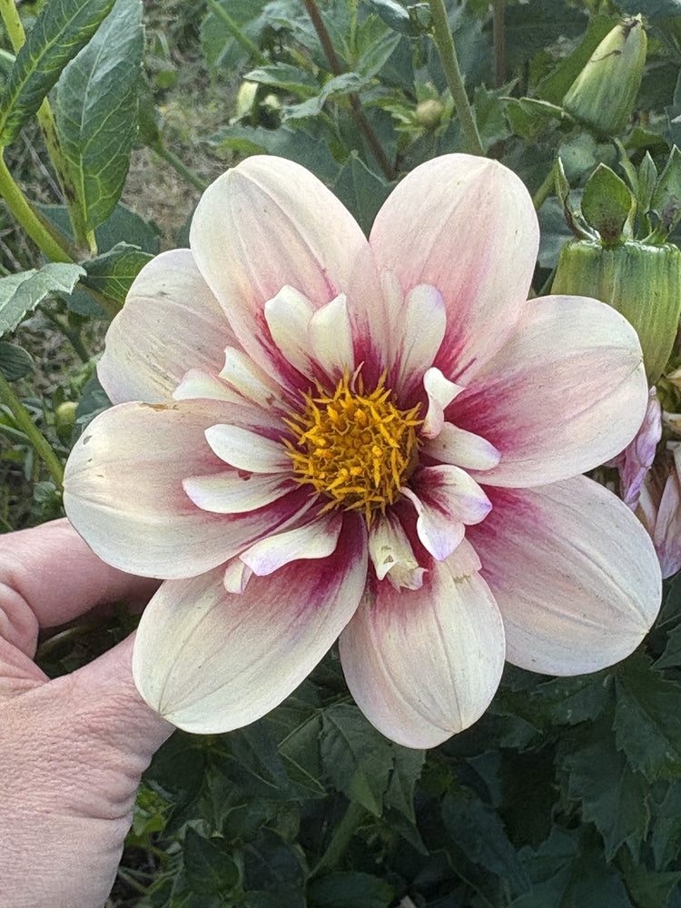 Rhubarb & Custard dahlia