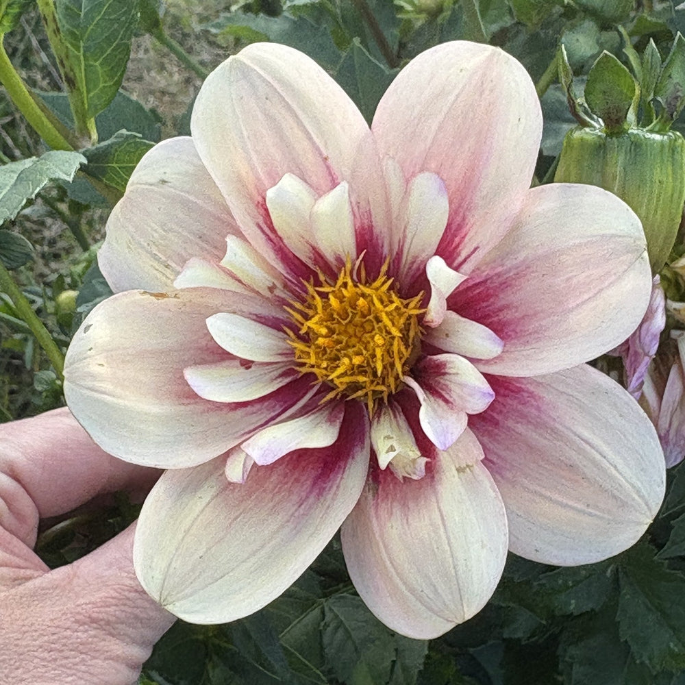 Rhubarb & Custard dahlia