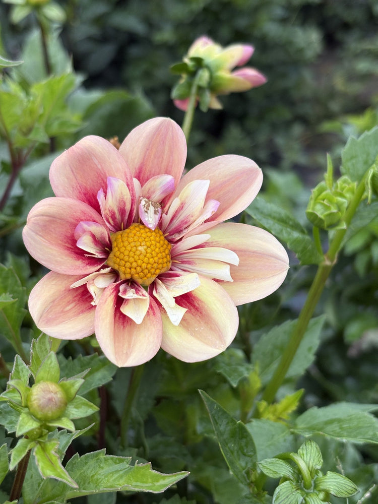 Rhubarb & Custard dahlia