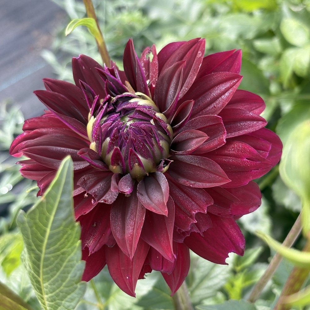 Rip City dahlia