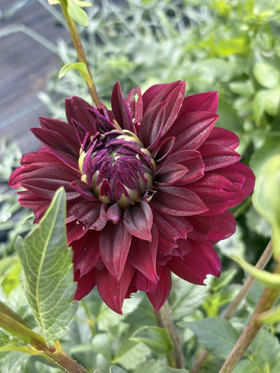 Rip City dahlia