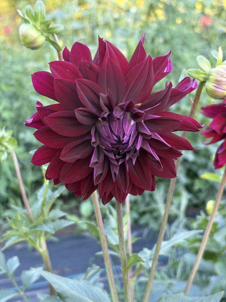 Rip City dahlia