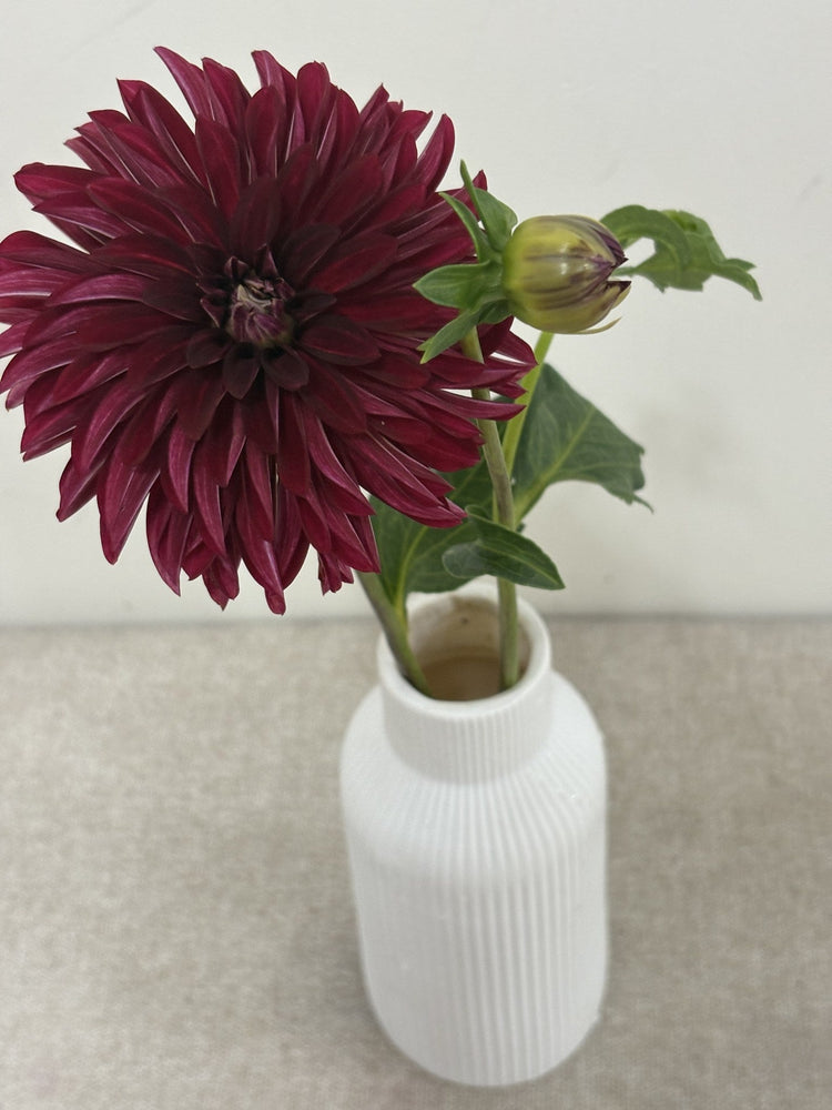 River's Black Cherry dahlia
