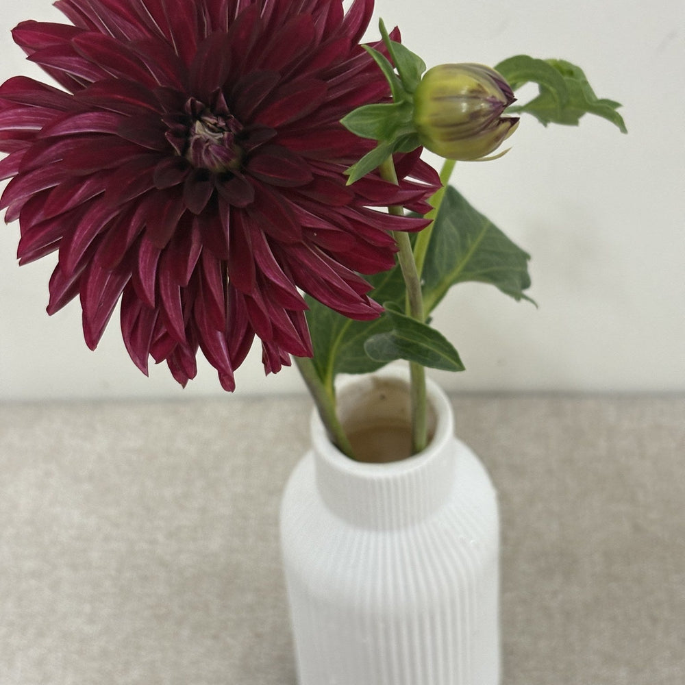River's Black Cherry dahlia