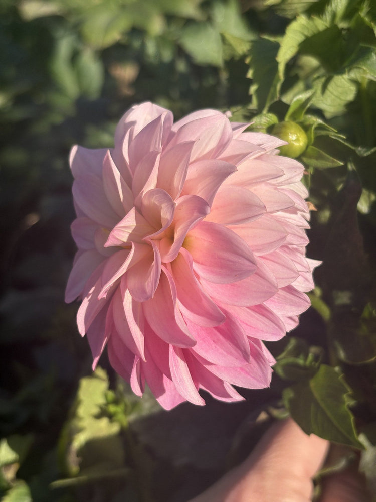 River's Bubblegum dahlia