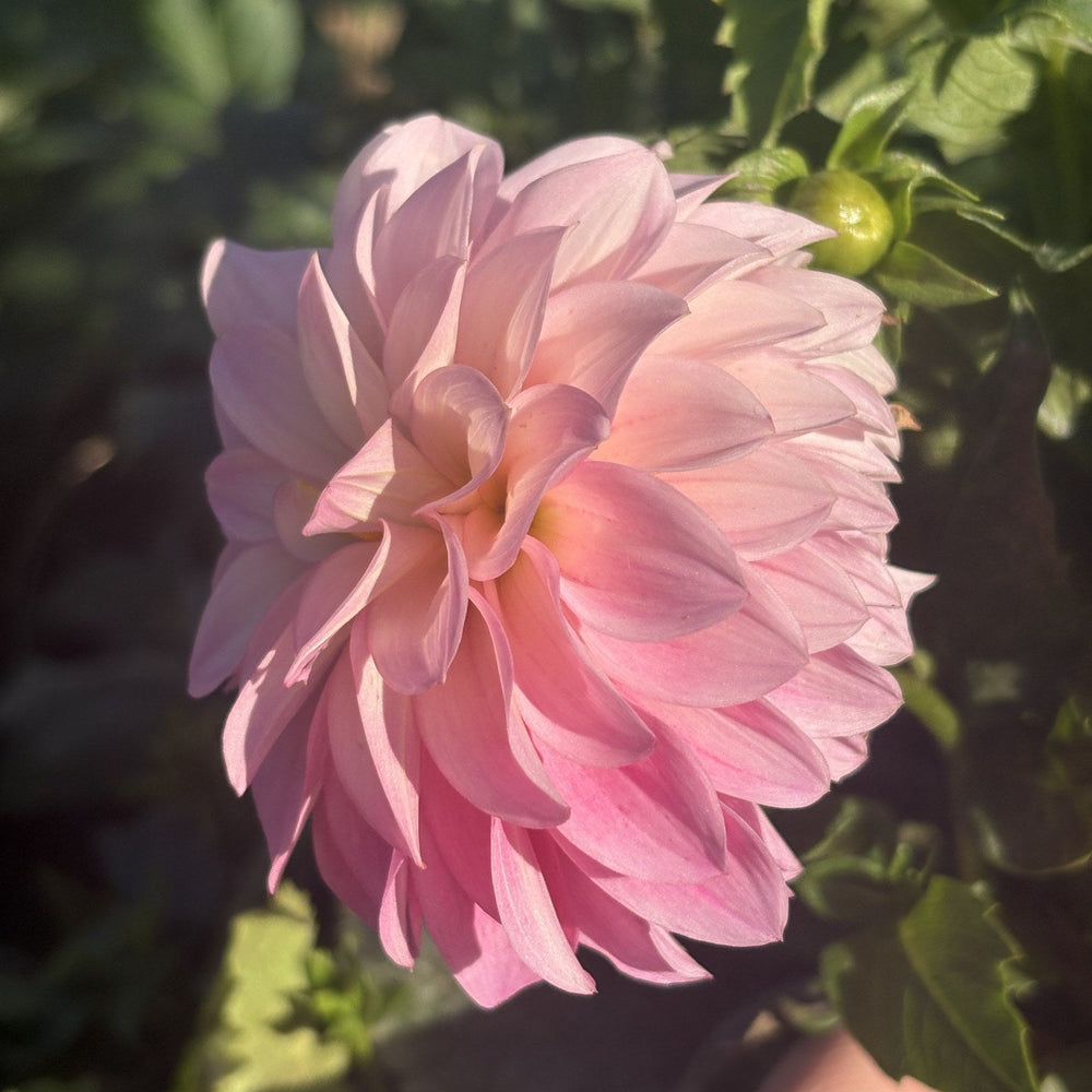 River's Bubblegum dahlia