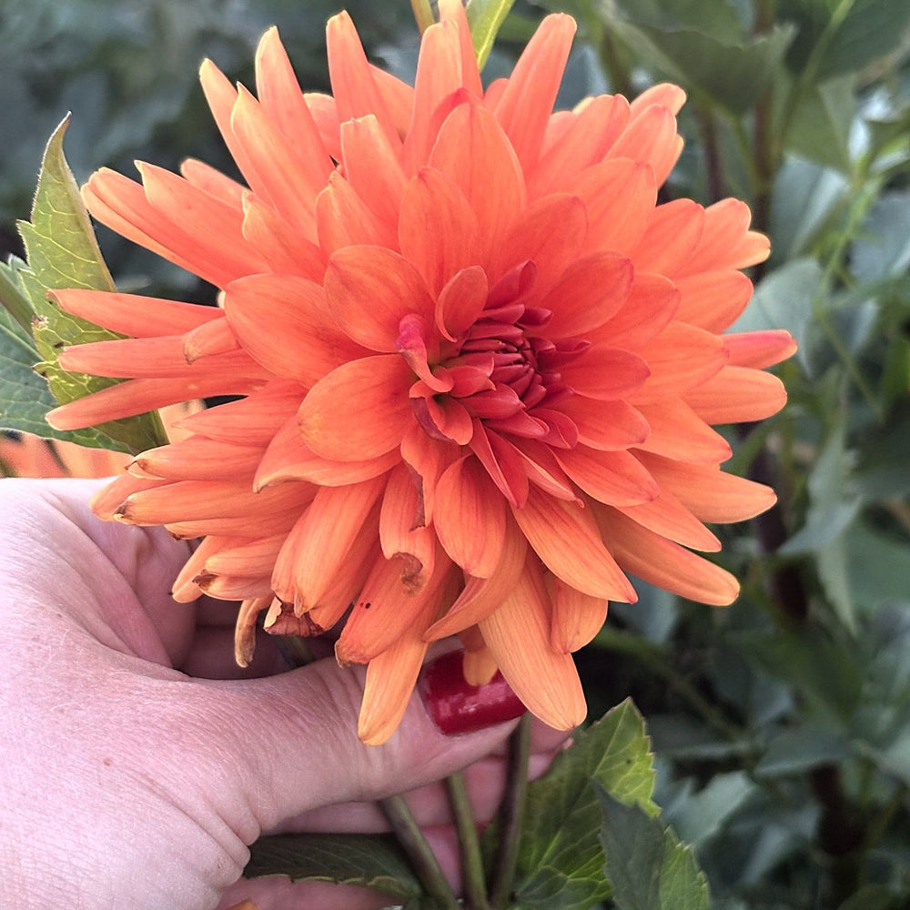 River's Charlie dahlia