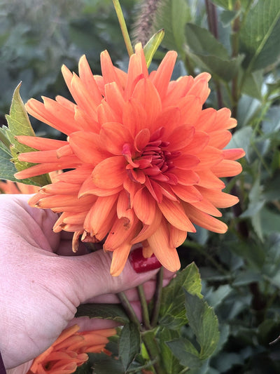 River's Charlie dahlia