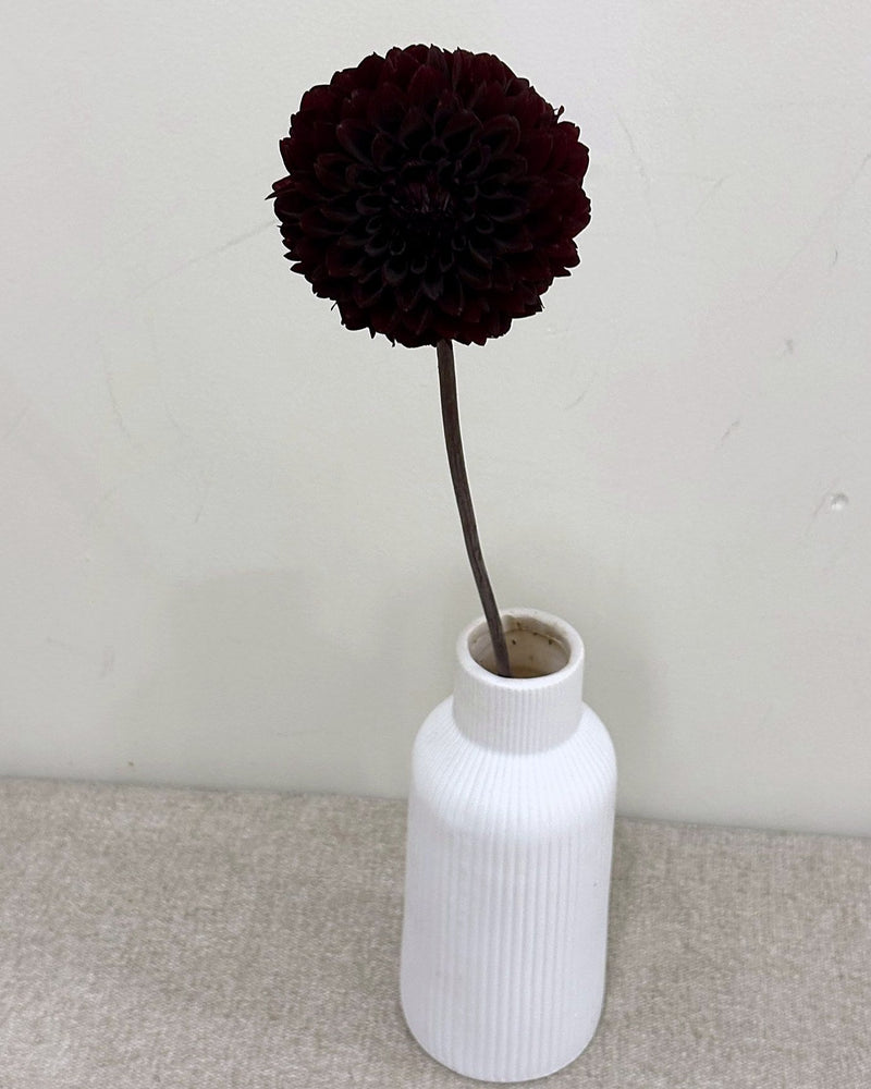 River's Dark Chocolate dahlia