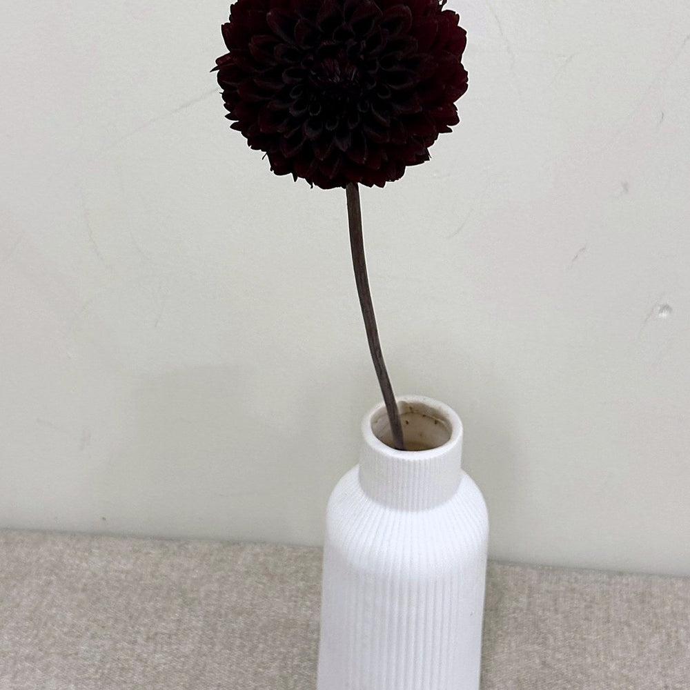 River's Dark Chocolate dahlia