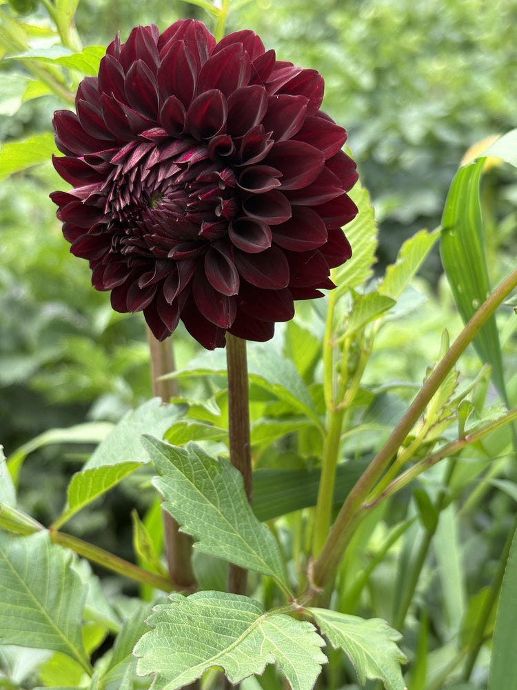 River's Dark Chocolate dahlia
