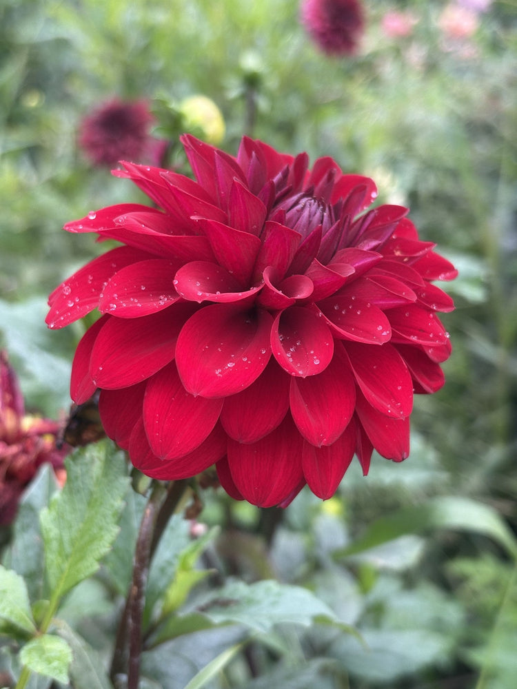 River's Deb G dahlia