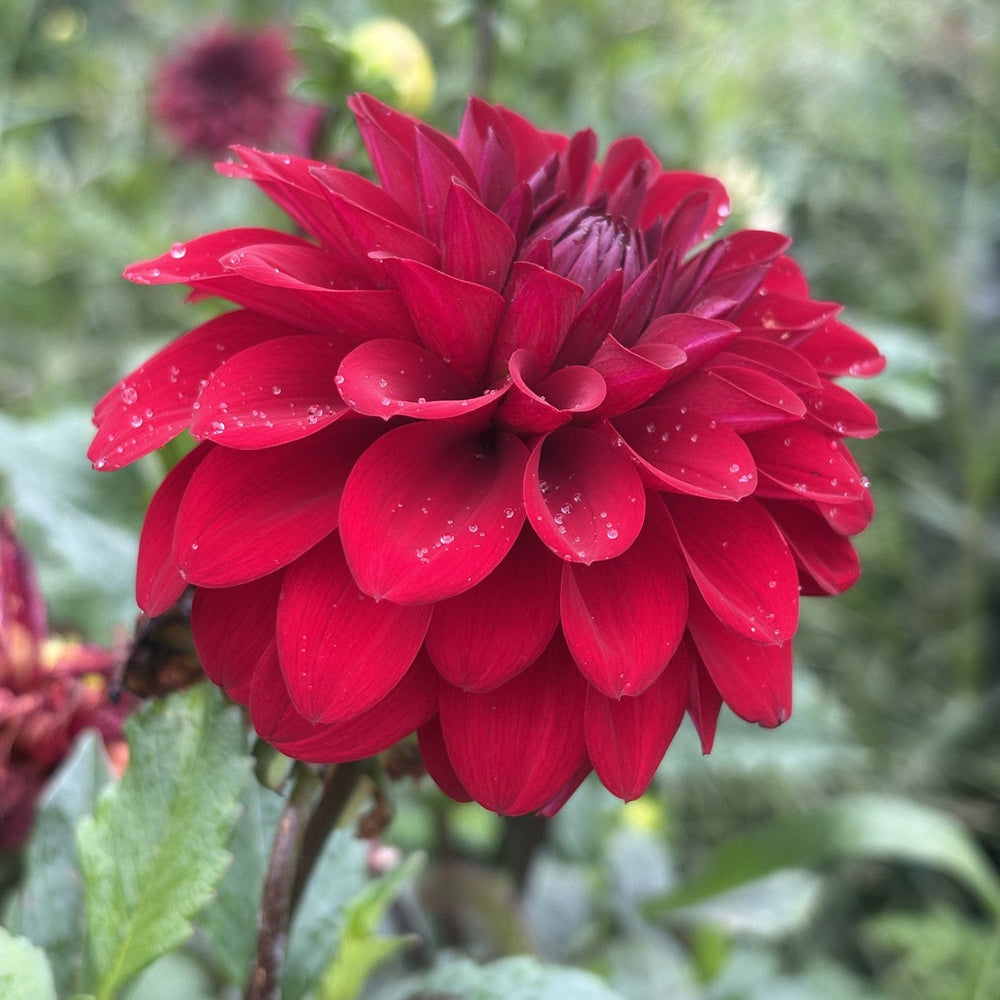 River's Deb G dahlia