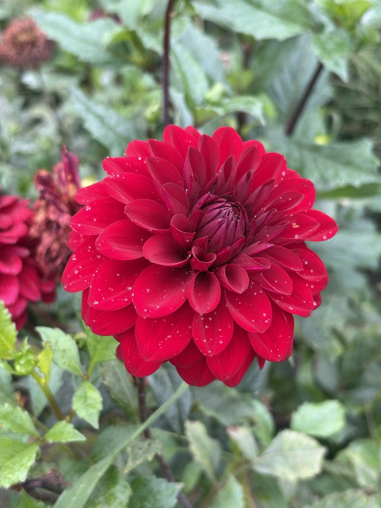 River's Deb G dahlia