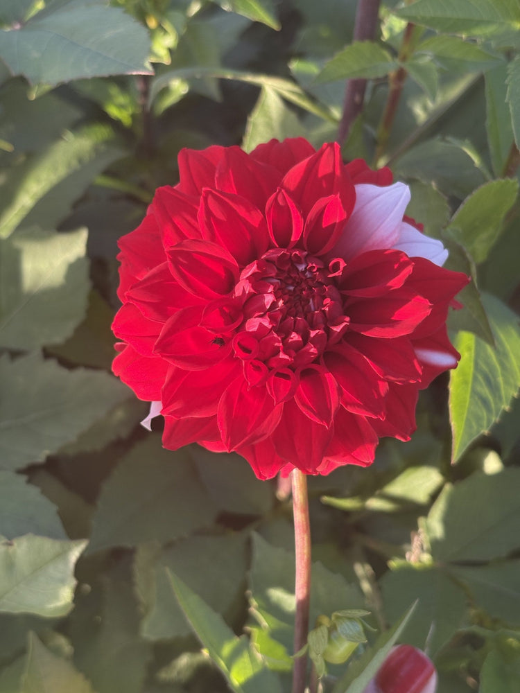 River's Fancy Santa dahlia