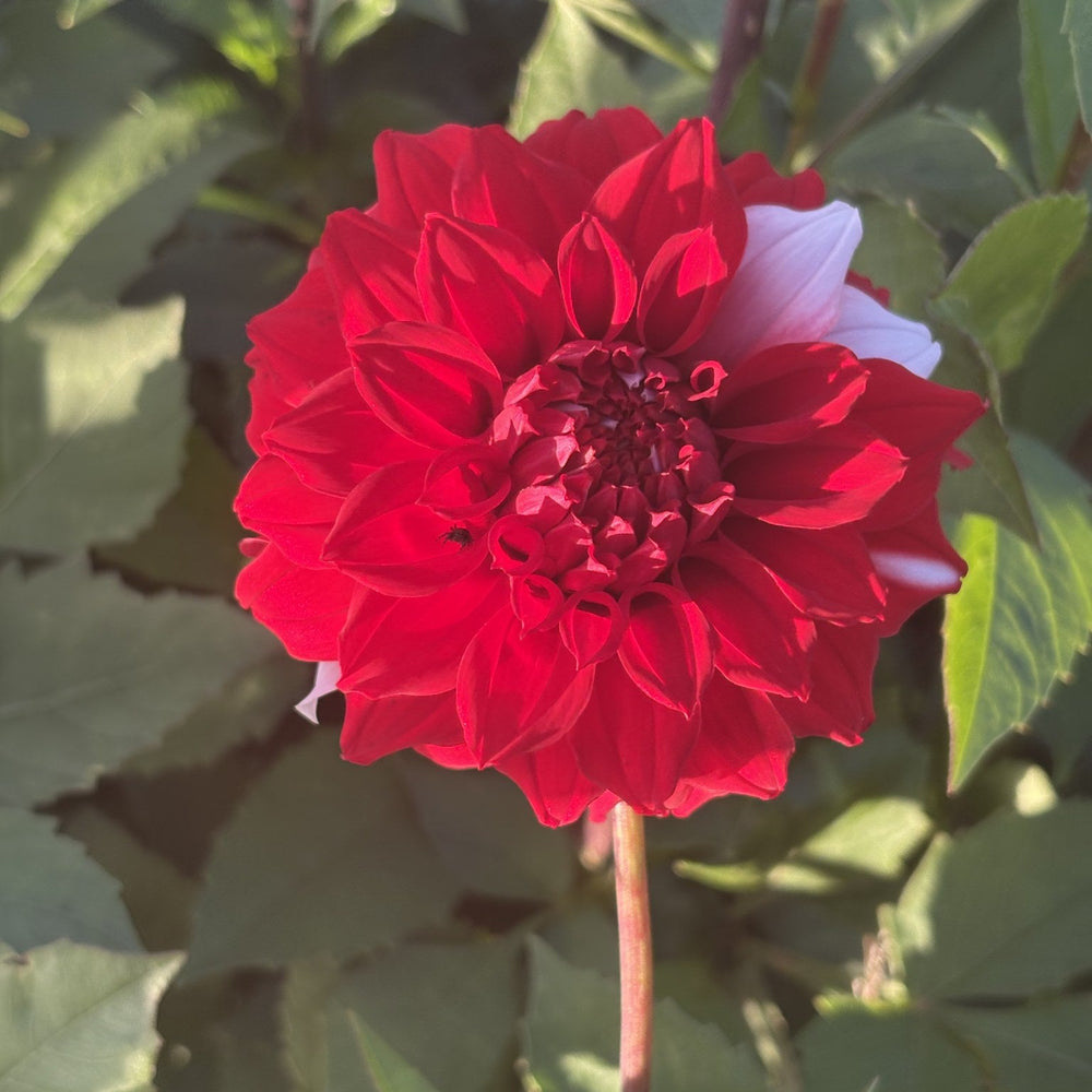 River's Fancy Santa dahlia