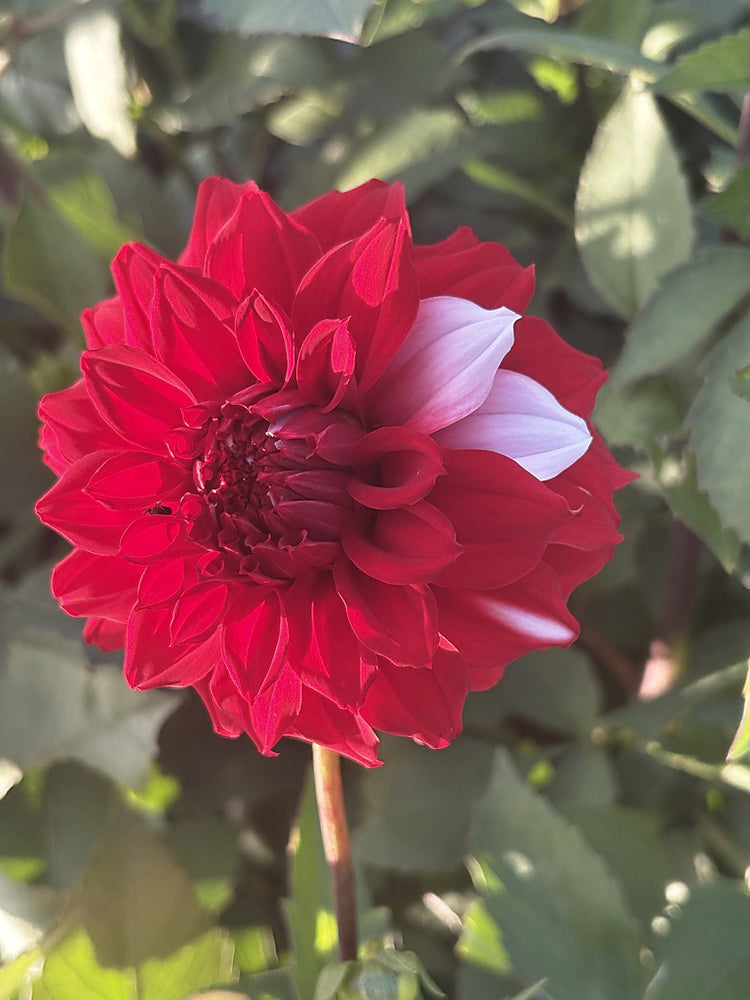 River's Fancy Santa dahlia