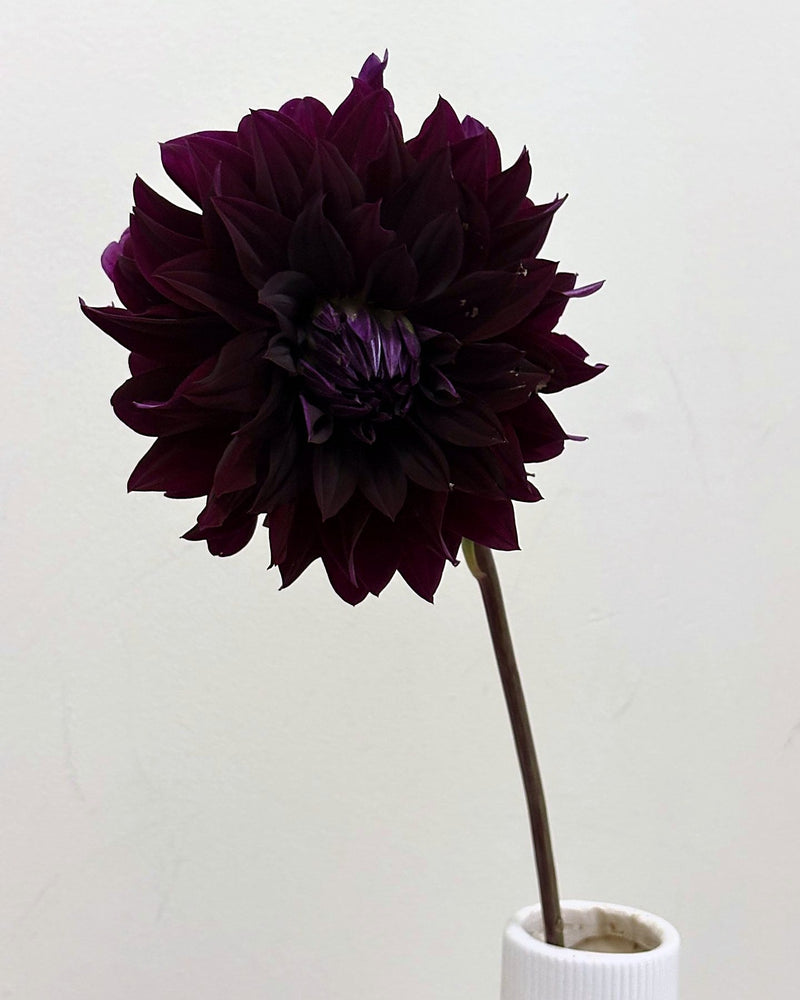 River's Fran dahlia