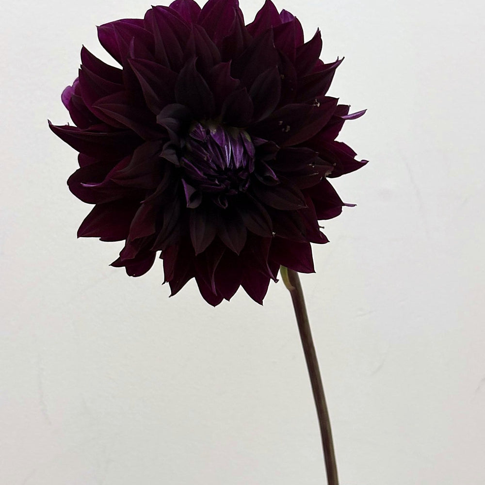 River's Fran dahlia