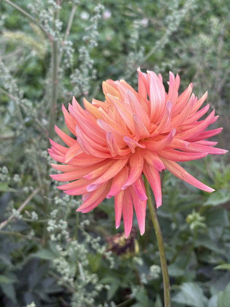 River's Jenny dahlia