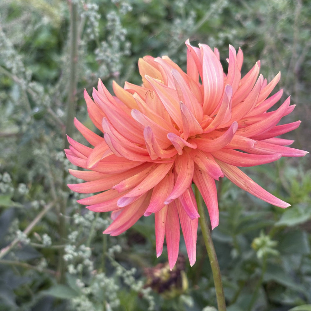 River's Jenny dahlia