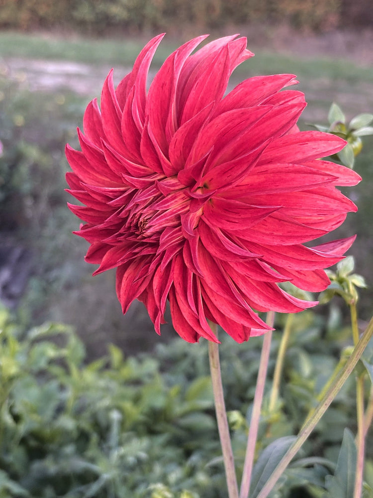 River's Lorax dahlia