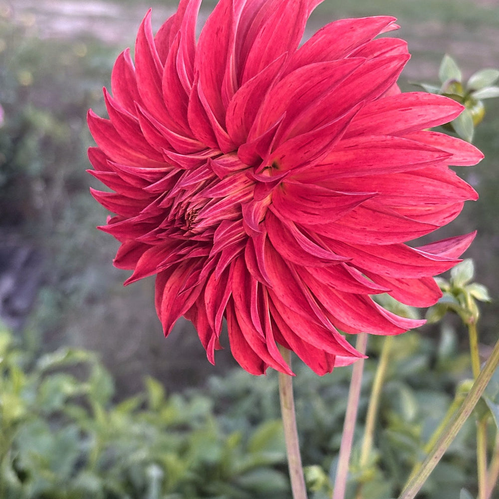 River's Lorax dahlia