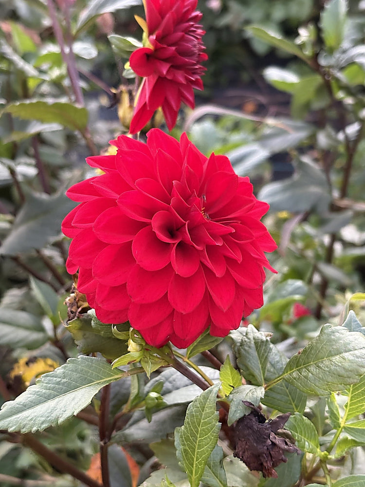 River's Rosebud dahlia
