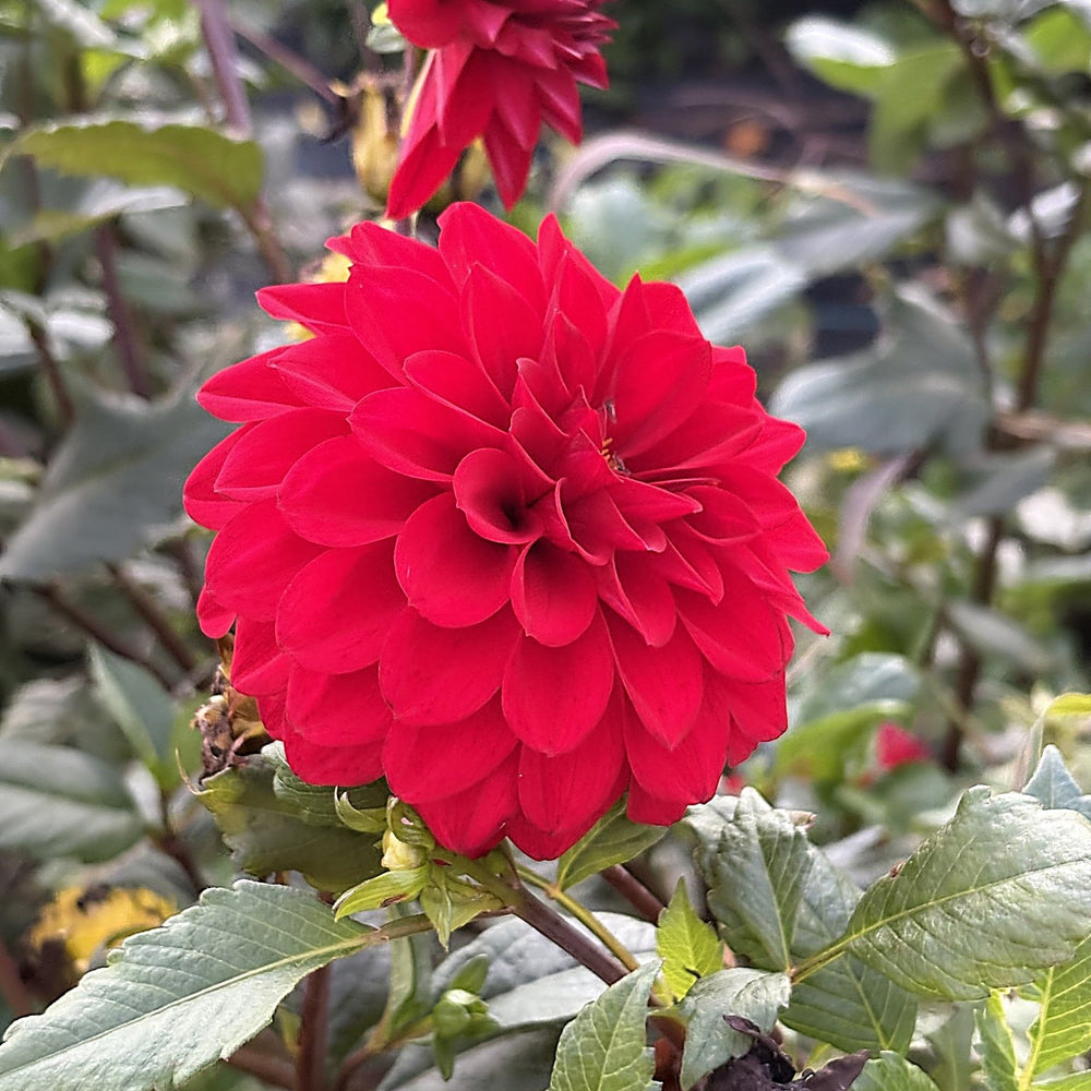 River's Rosebud dahlia
