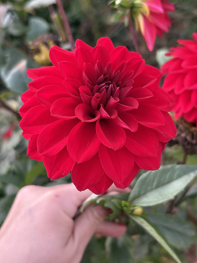 River's Rosebud dahlia