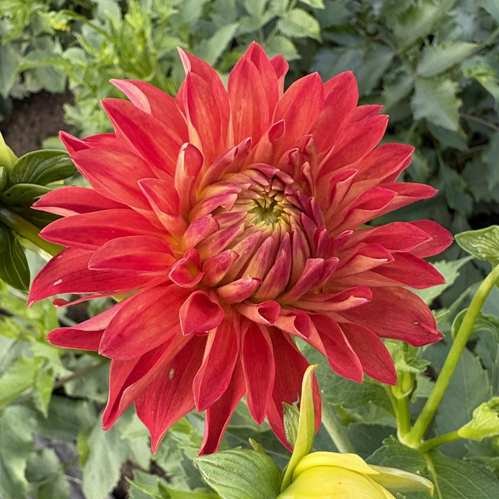River's Summer Fling dahlia