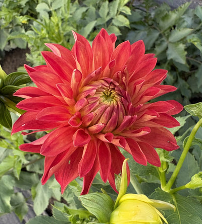 River's Summer Fling dahlia