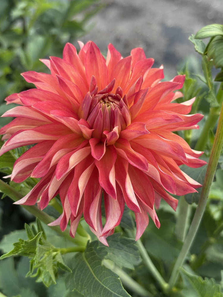 River's Summer Fling dahlia