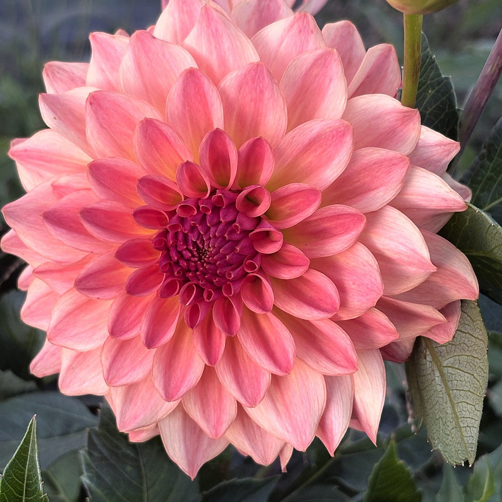 River's Tangerine dahlia