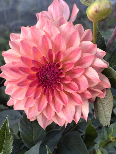 River's Tangerine dahlia