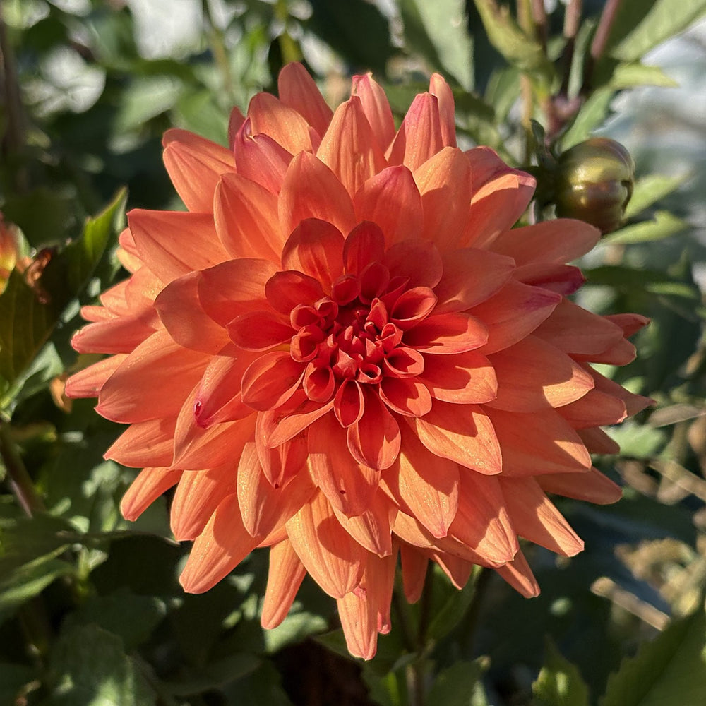 River's Charlie dahlia