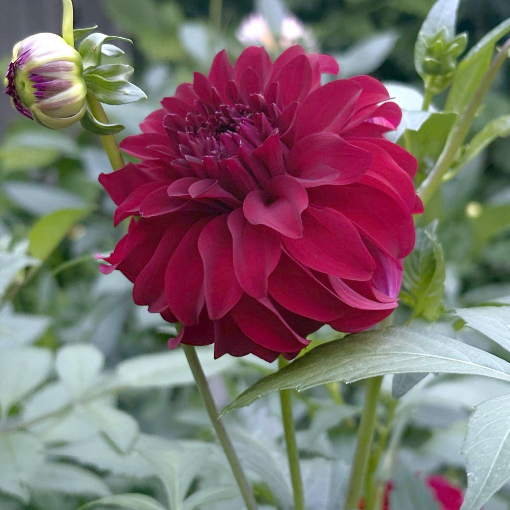 River's Penelope dahlia
