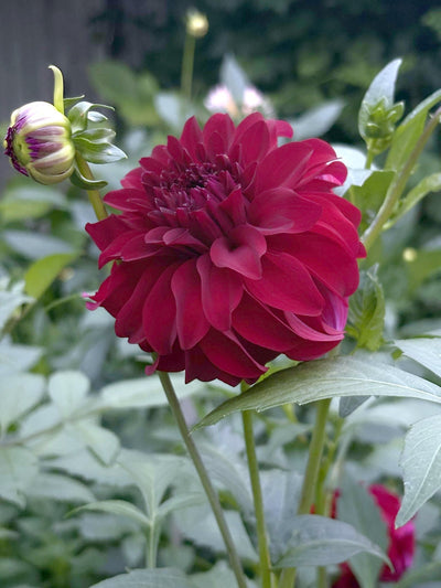 River's Penelope dahlia