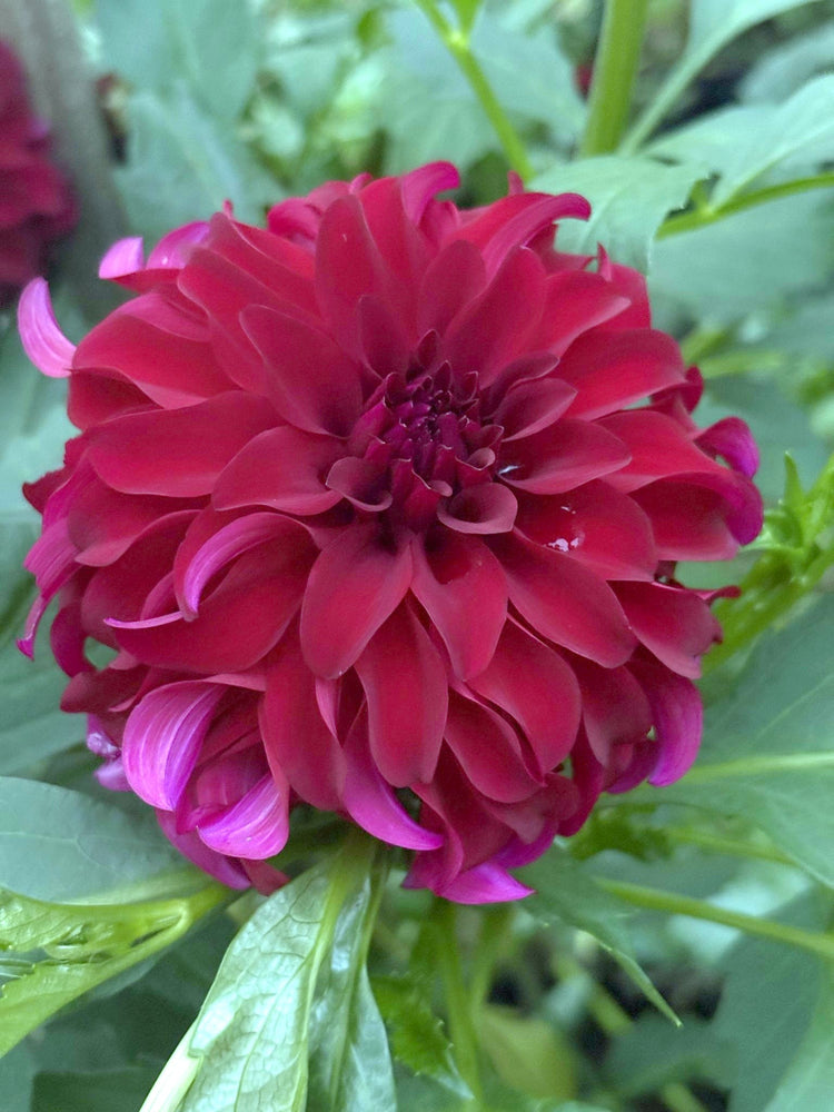 River's Penelope dahlia