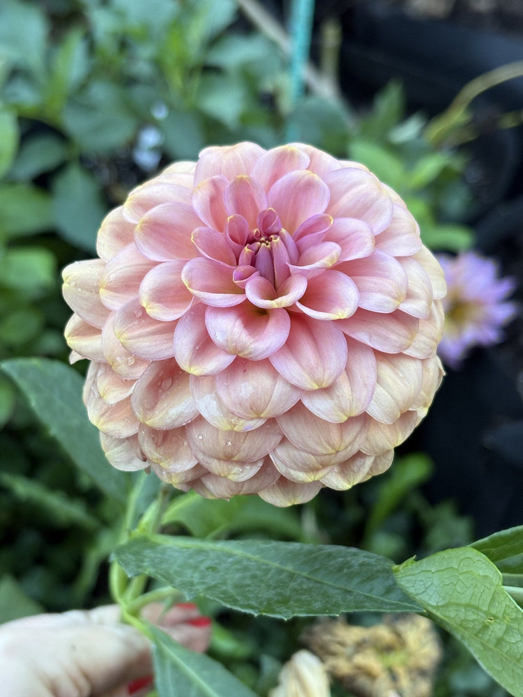 RM Copper Shimmer dahlia