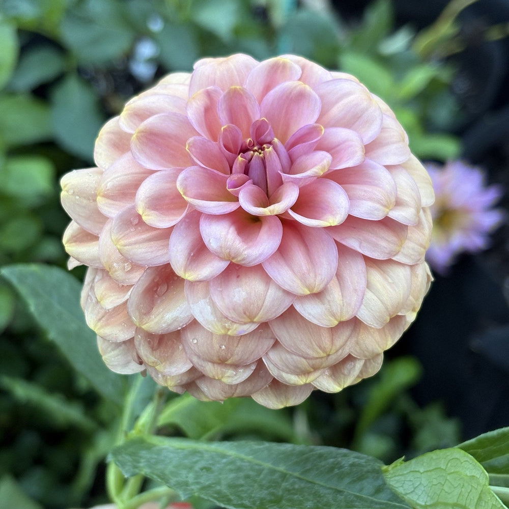 RM Copper Shimmer dahlia