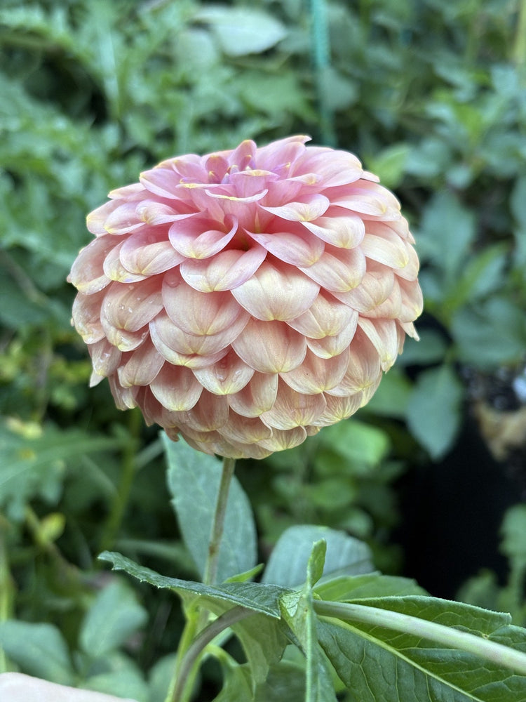 RM Copper Shimmer dahlia
