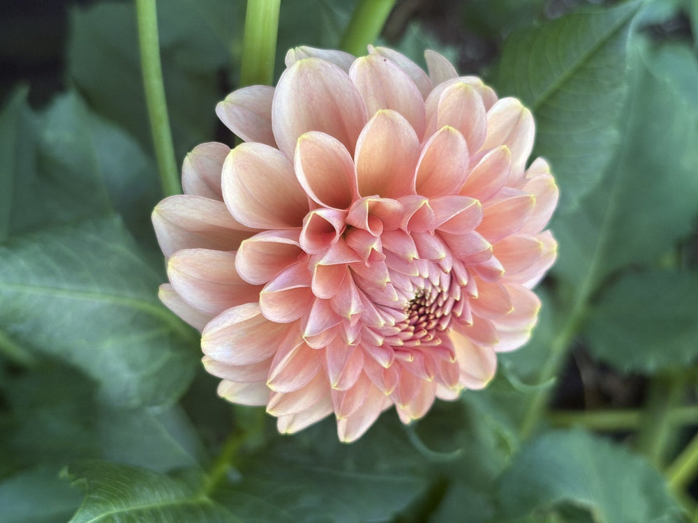 RM Copper Shimmer dahlia