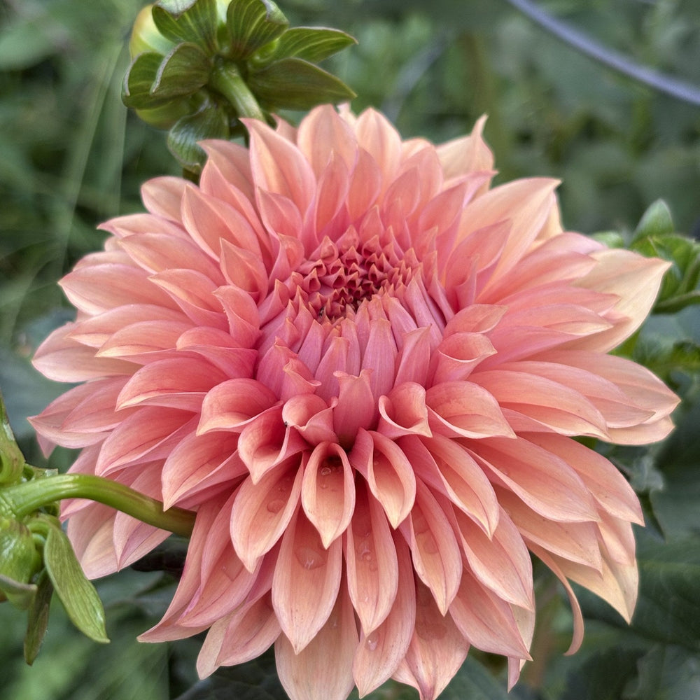 RM Dawson dahlia