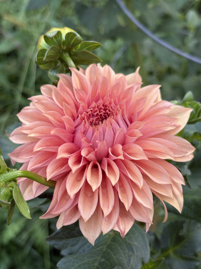 RM Dawson dahlia