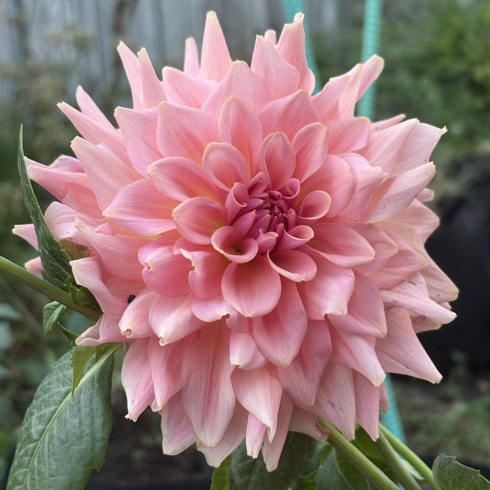 RM Fairy Wings dahlia grown by Petrolia Bloom Co. in Petrolia, Ontario