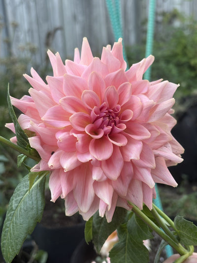 RM Fairy Wings dahlia grown by Petrolia Bloom Co. in Petrolia, Ontario