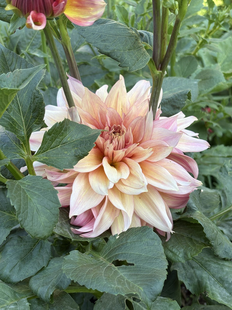 RM Gigi dahlia