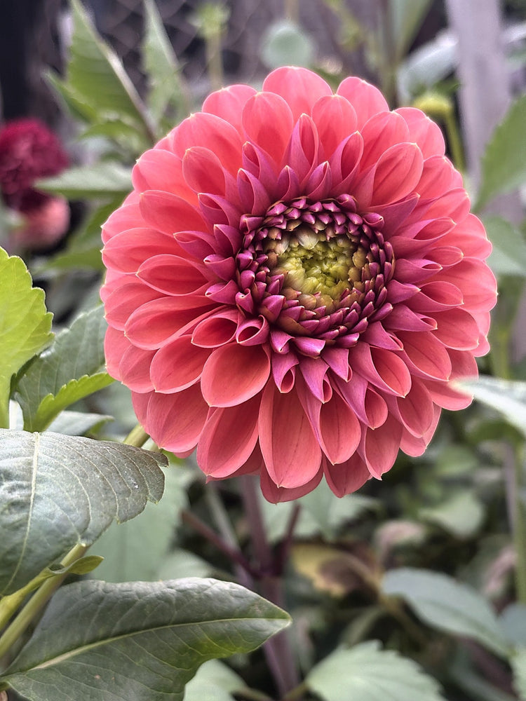RM Illusion dahlia