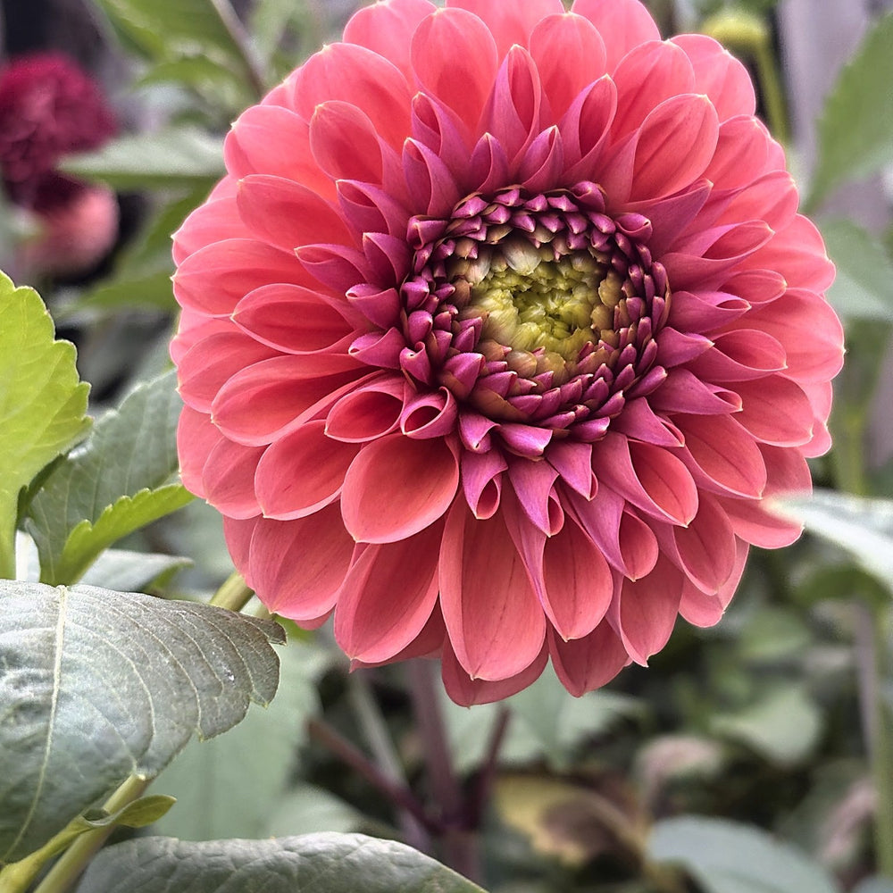 RM Illusion dahlia
